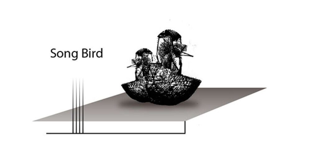 Birds Birdy Birding